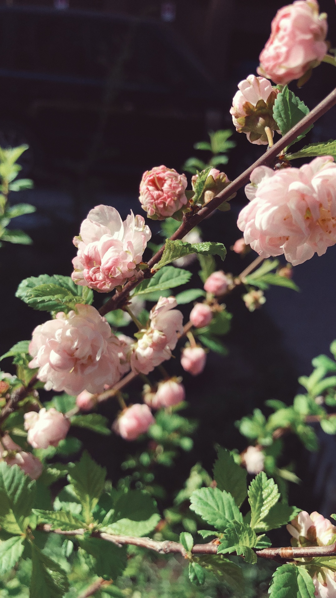 Spring, Flowering Plant, Rose Family, Science, Seed Plants. Wallpaper in 1080x1920 Resolution