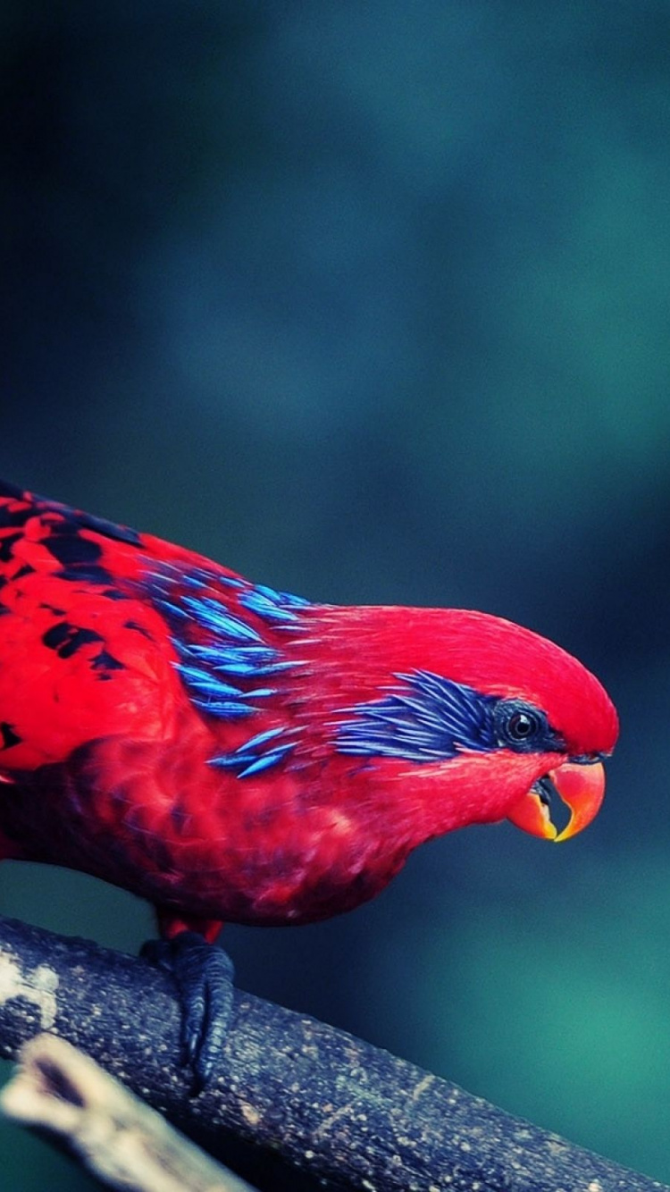 Pájaro Rojo en la Rama de un Árbol Marrón. Wallpaper in 750x1334 Resolution