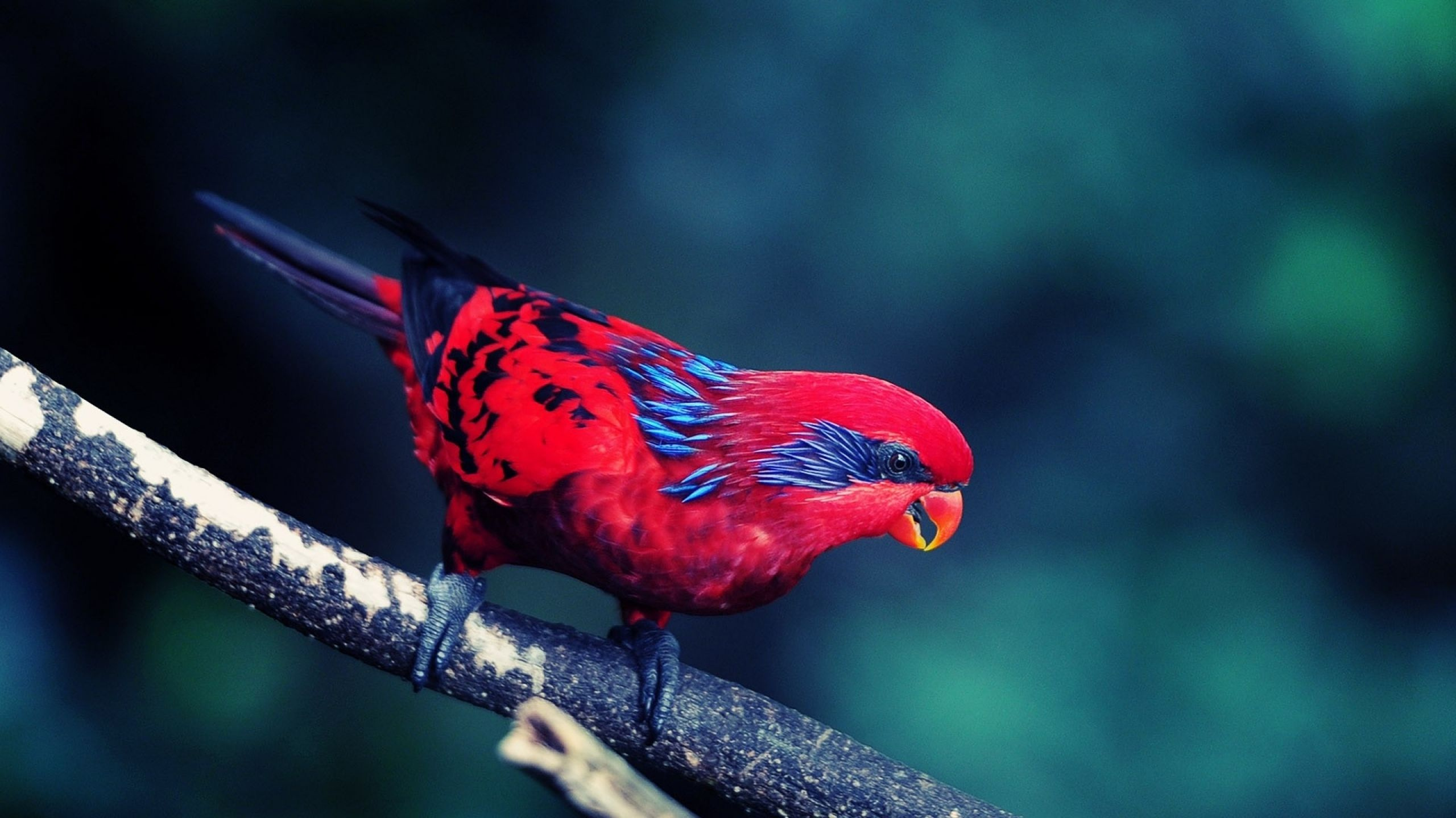 Oiseau Rouge Sur Une Branche D'arbre Brun. Wallpaper in 2560x1440 Resolution