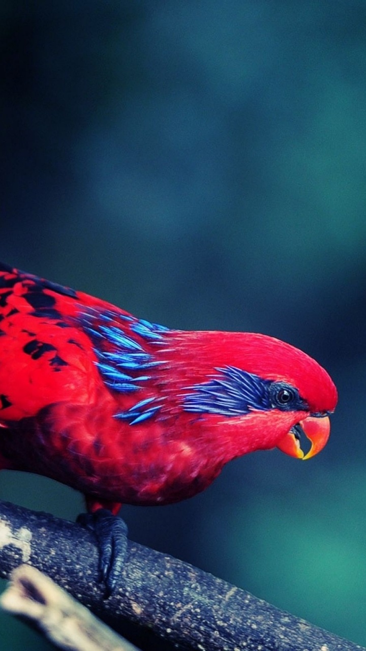 Roter Vogel Auf Braunem Ast. Wallpaper in 720x1280 Resolution