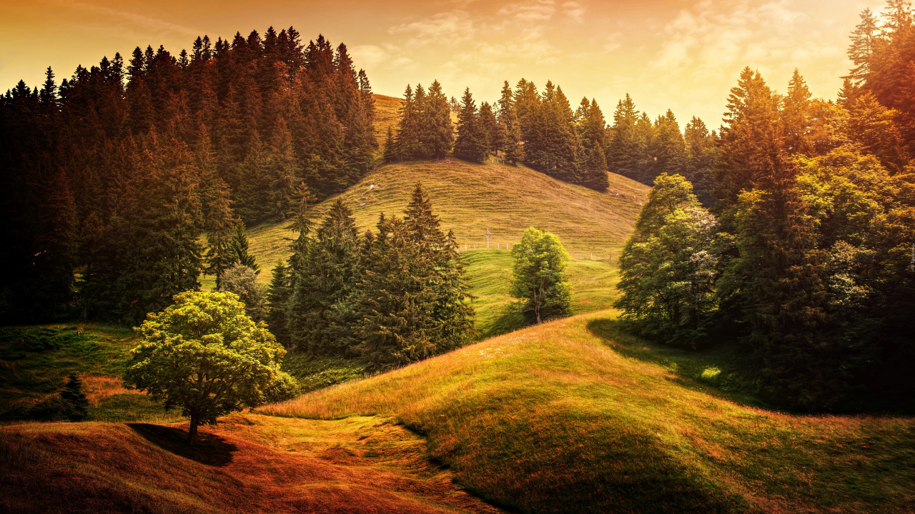 Green Trees on Brown Field During Daytime. Wallpaper in 1280x720 Resolution