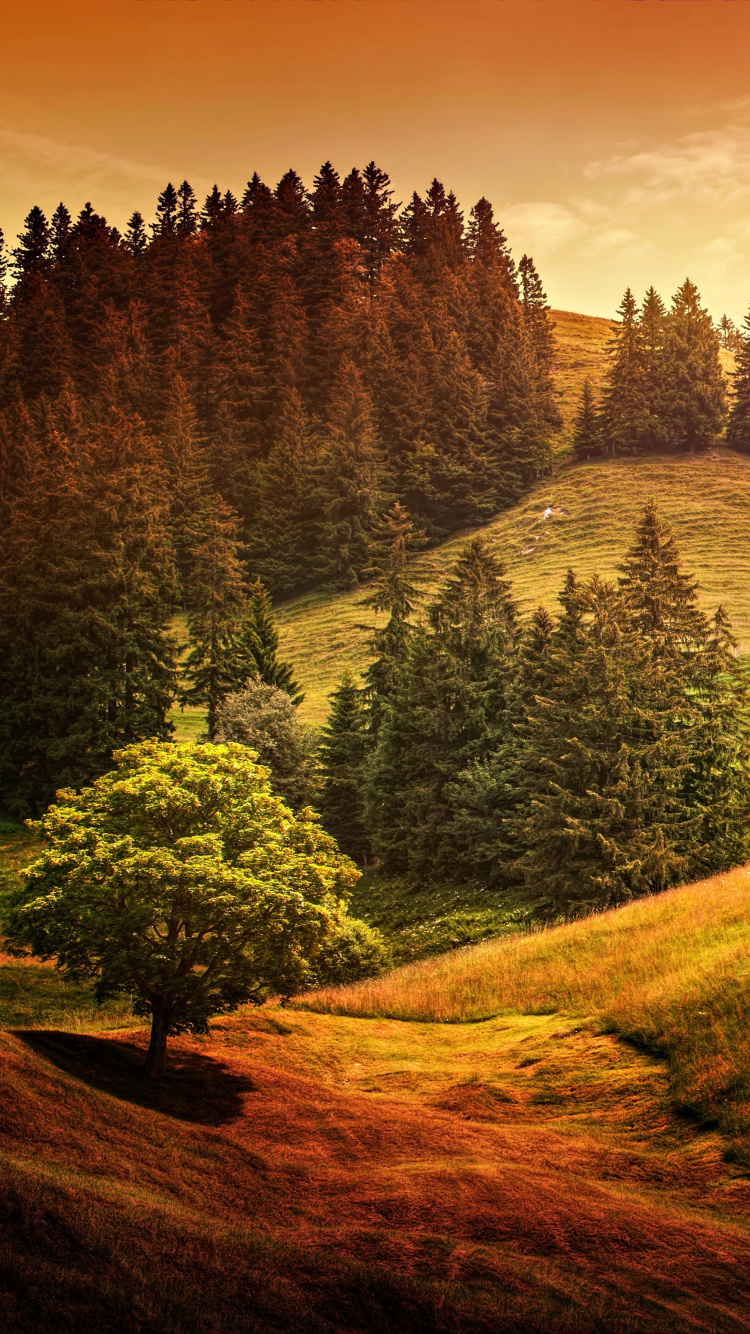 Green Trees on Brown Field During Daytime. Wallpaper in 750x1334 Resolution