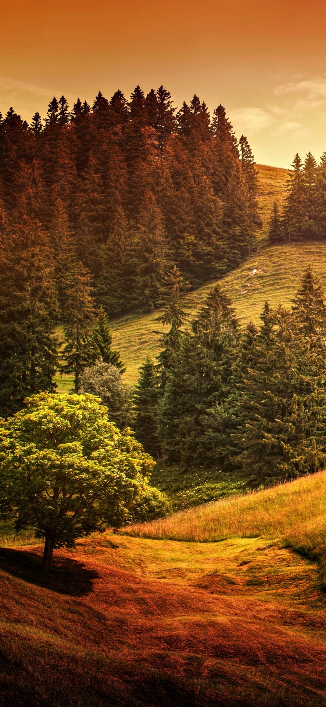 Tagsüber Grüne Bäume Auf Braunem Feld. Wallpaper in 1125x2436 Resolution