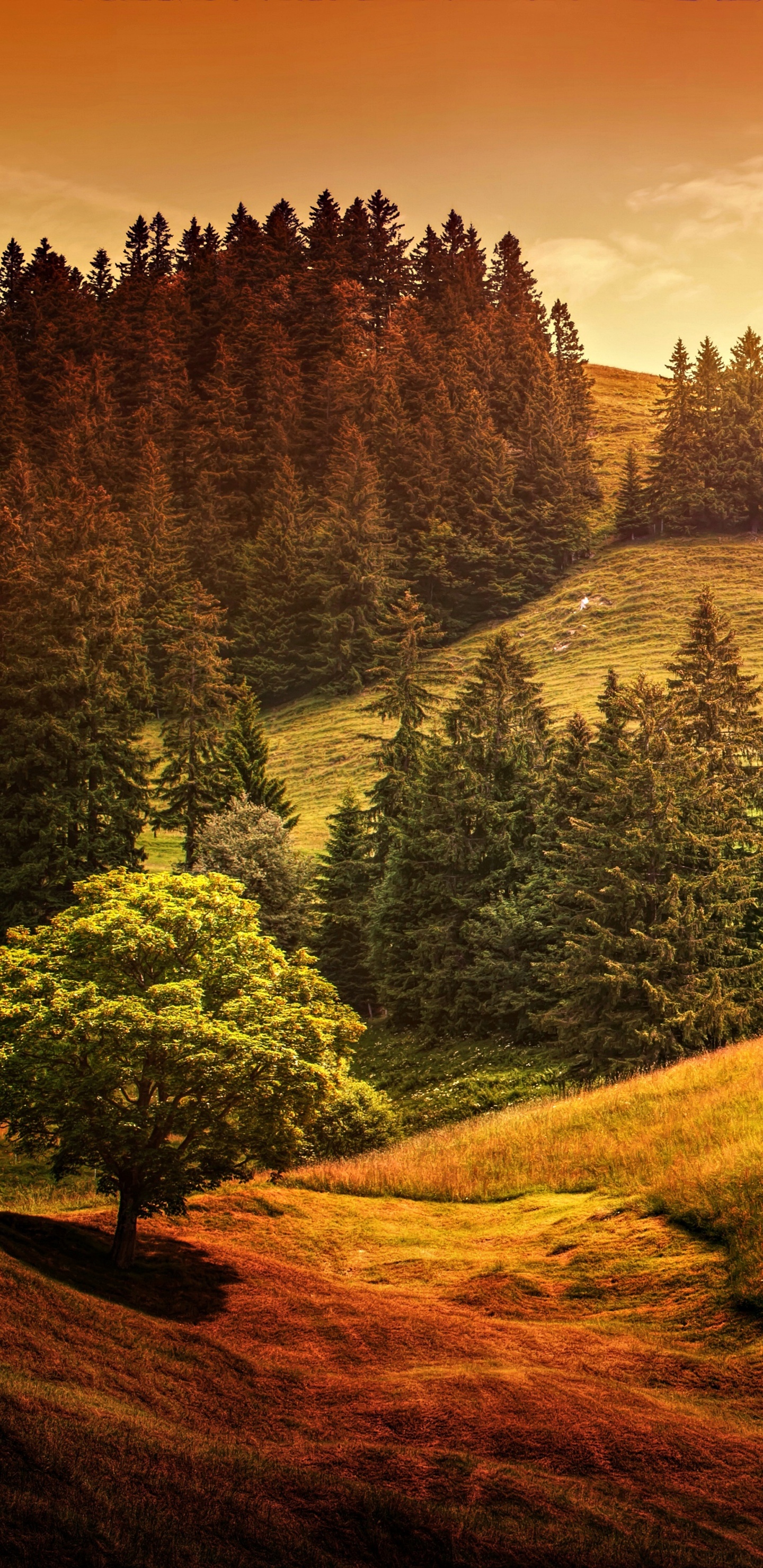 Tagsüber Grüne Bäume Auf Braunem Feld. Wallpaper in 1440x2960 Resolution