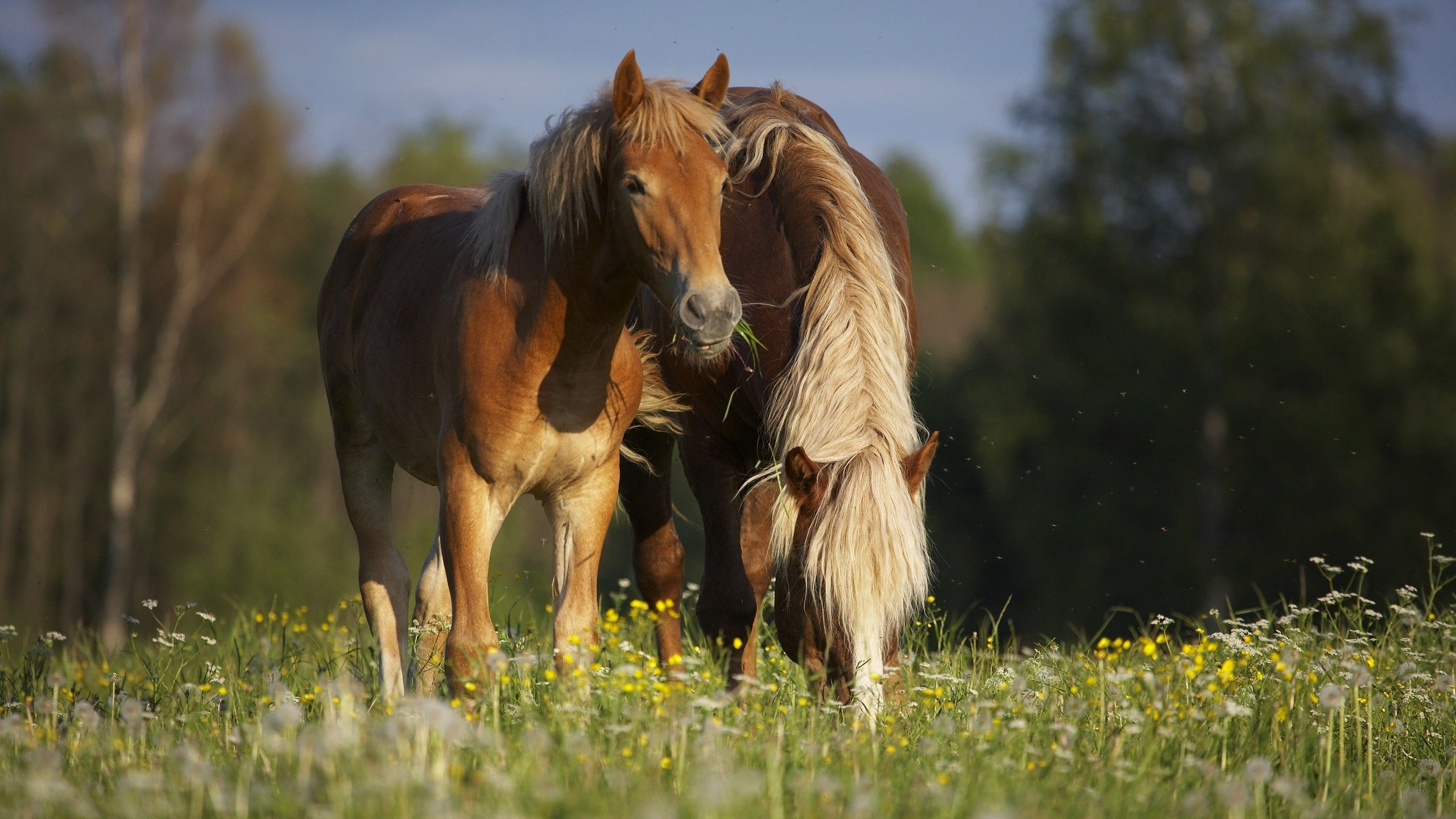Brown Horse on Green Grass Field During Daytime. Wallpaper in 2560x1440 Resolution