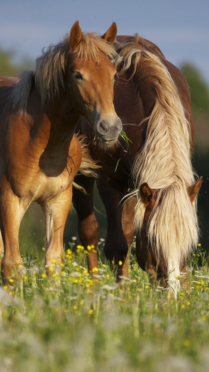 Cheval Brun Sur Terrain D'herbe Verte Pendant la Journée. Wallpaper in 720x1280 Resolution