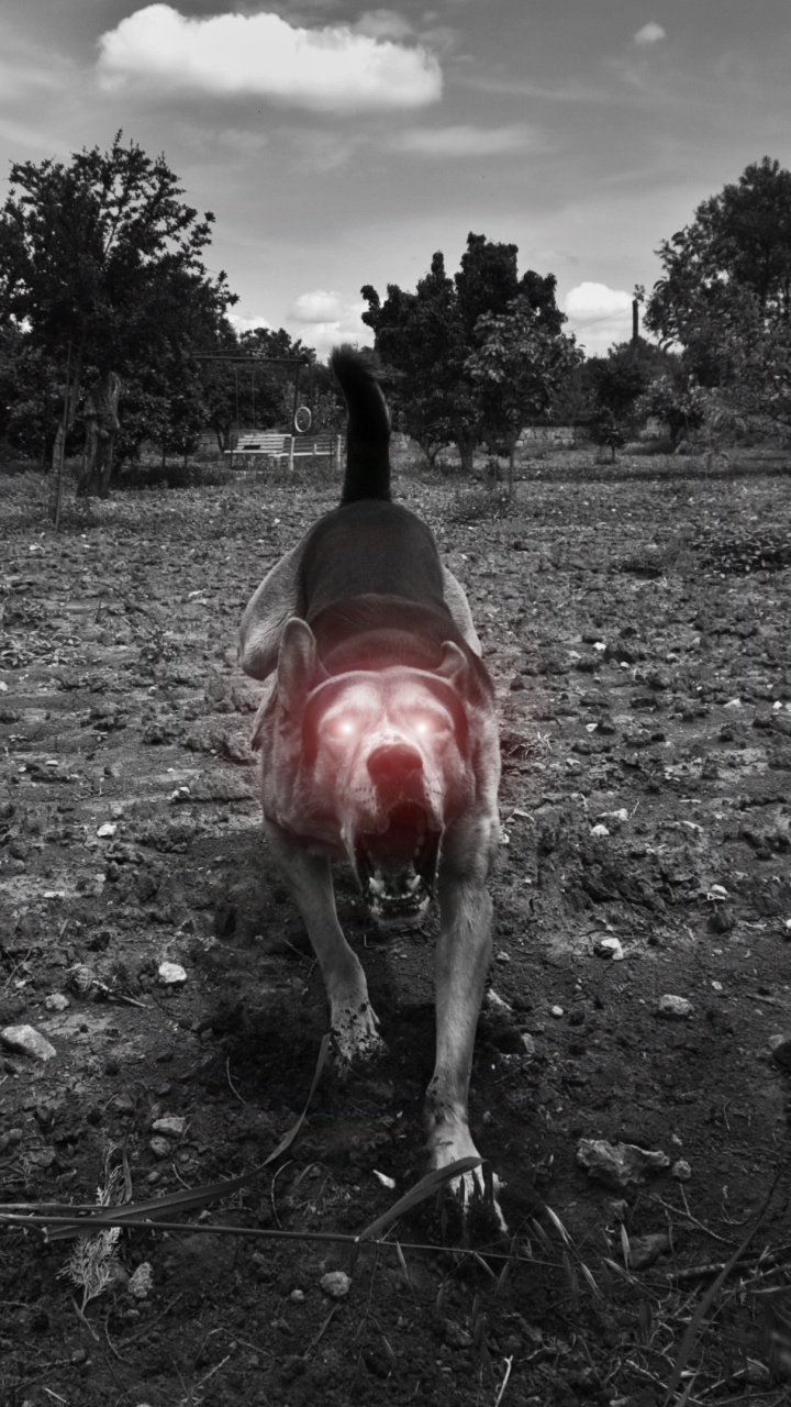 Personne en Veste Noire Debout Sur un Terrain D'herbe Verte Pendant la Journée. Wallpaper in 720x1280 Resolution