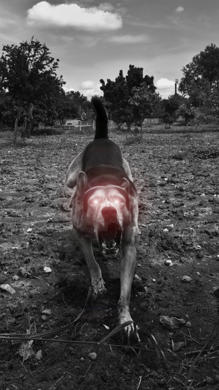 Personne en Veste Noire Debout Sur un Terrain D'herbe Verte Pendant la Journée. Wallpaper in 750x1334 Resolution