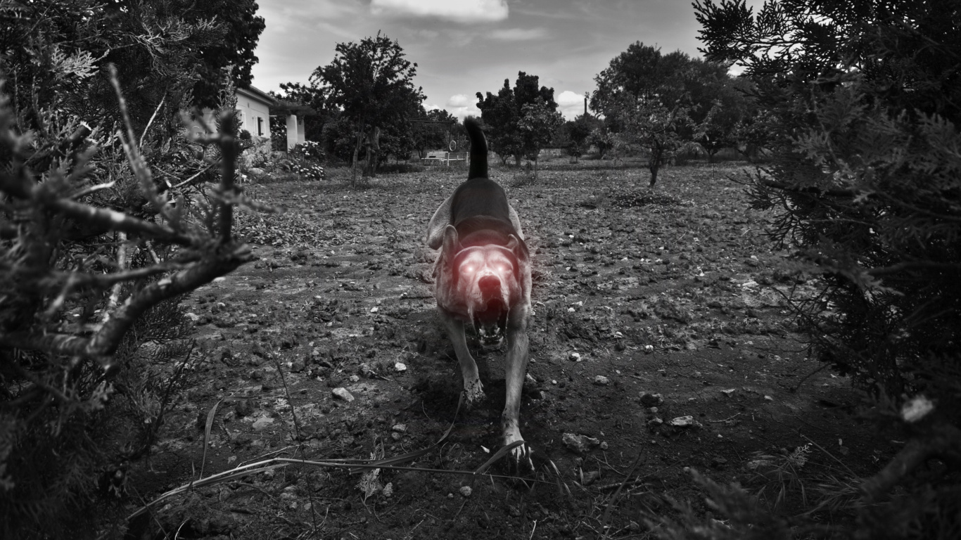 Person in Schwarzer Jacke, Die Tagsüber Auf Einer Grünen Wiese Steht. Wallpaper in 1366x768 Resolution