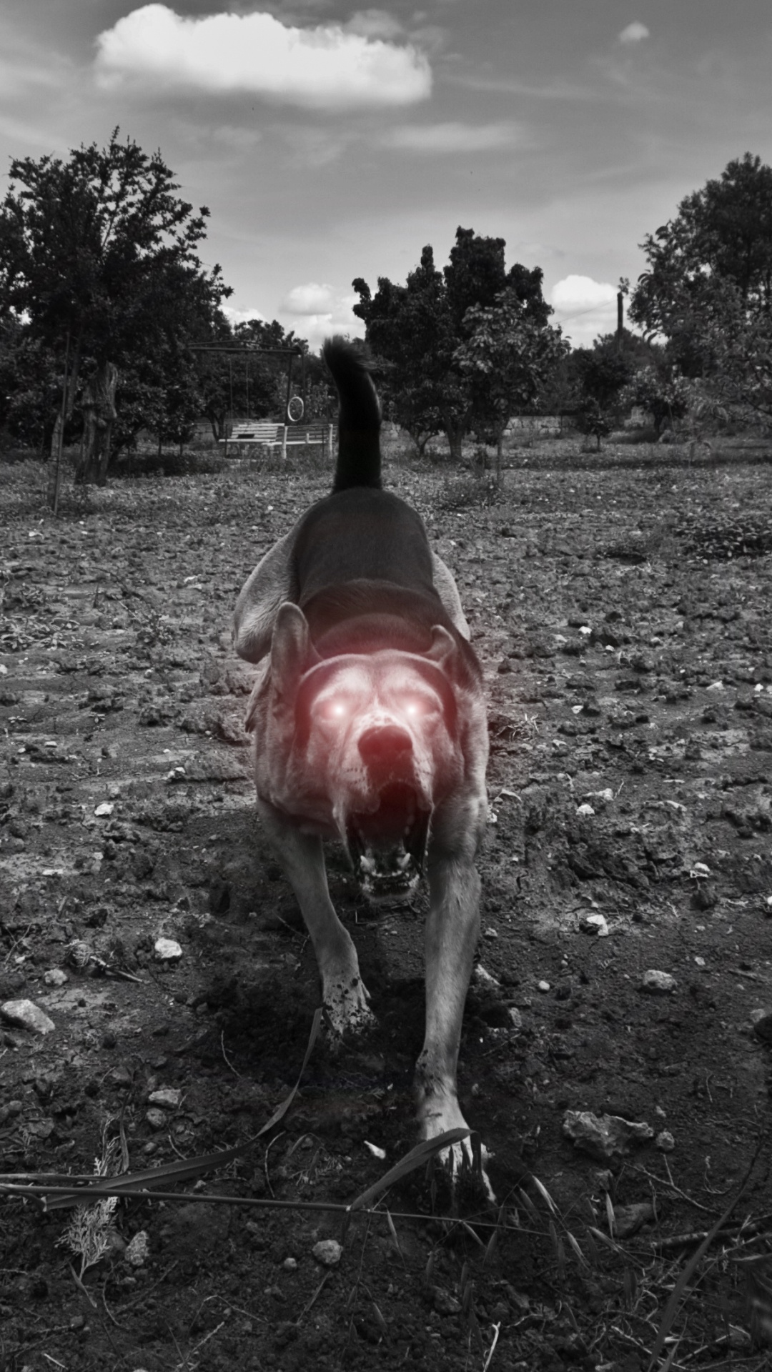 Persona en Chaqueta Negra de Pie Sobre el Campo de Hierba Verde Durante el Día. Wallpaper in 1080x1920 Resolution