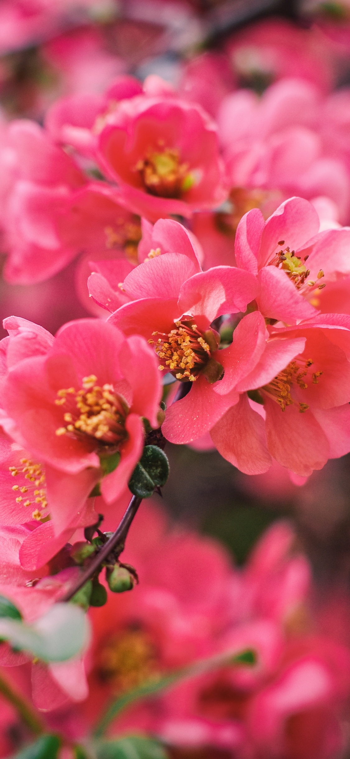 Pink Flowers in Tilt Shift Lens. Wallpaper in 1125x2436 Resolution