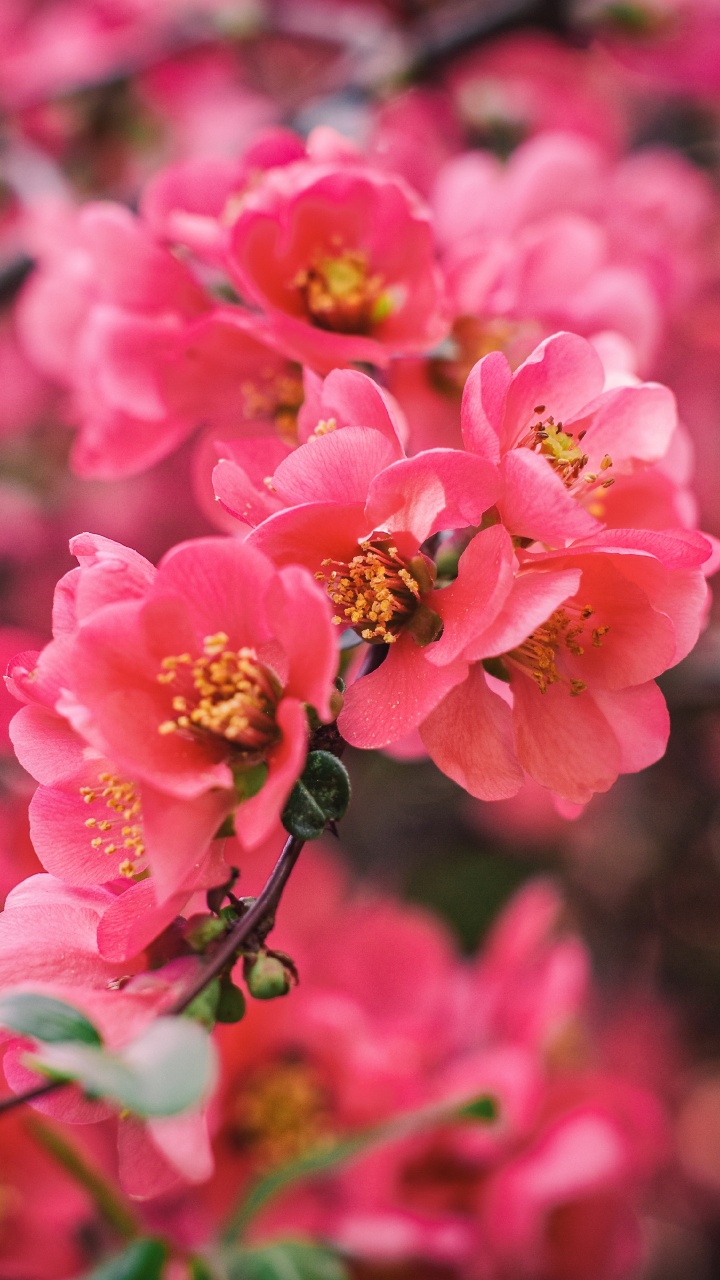 Fleurs Roses Dans L'objectif à Basculement. Wallpaper in 720x1280 Resolution