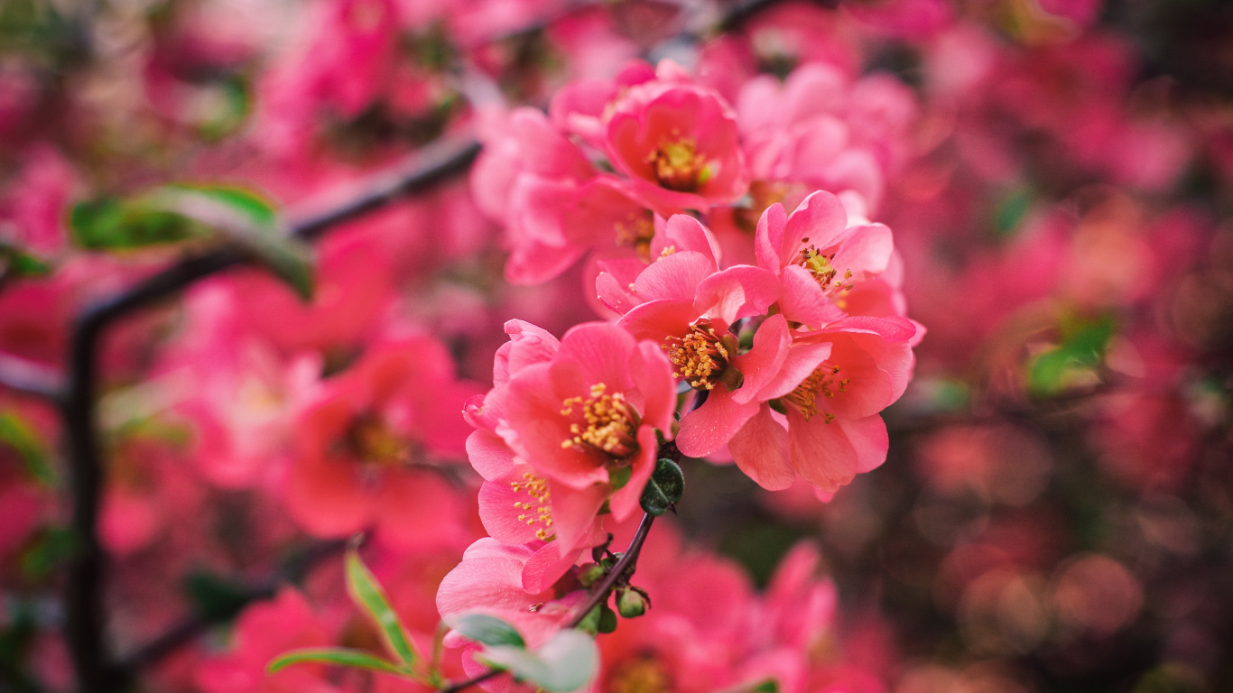 Flores Rosadas en Lentes de Cambio de Inclinación. Wallpaper in 1366x768 Resolution