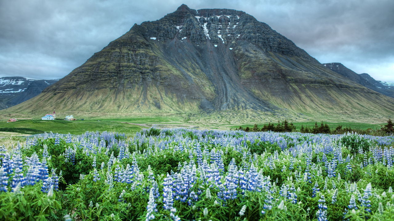 Purple Flower Field Near Brown Mountain Under White Clouds During Daytime. Wallpaper in 1280x720 Resolution
