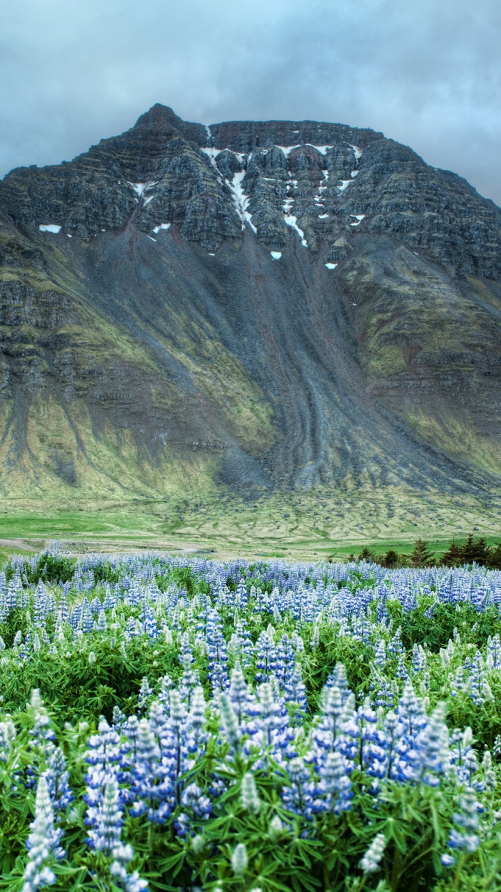 Purple Flower Field Near Brown Mountain Under White Clouds During Daytime. Wallpaper in 720x1280 Resolution