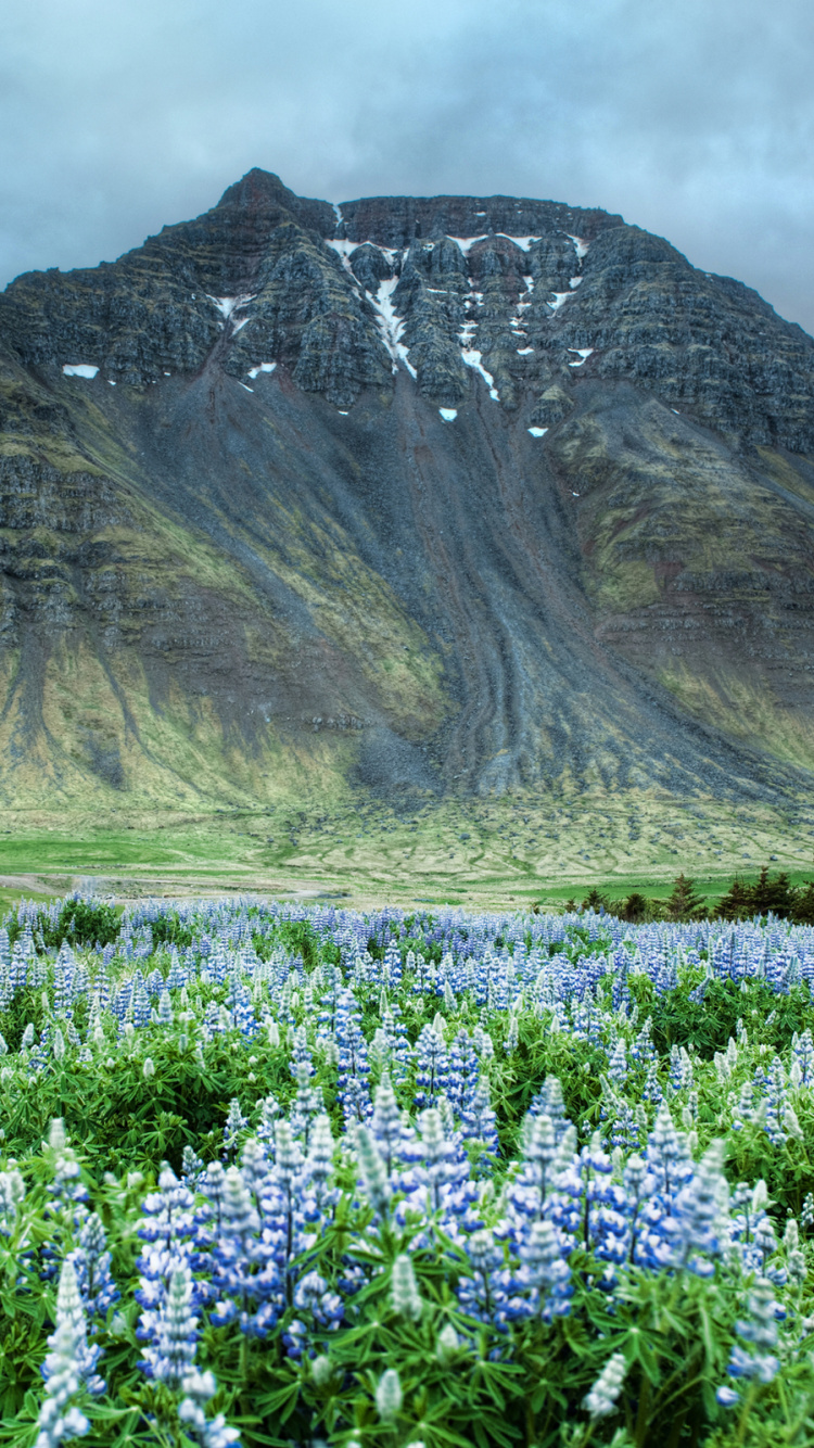 Purple Flower Field Near Brown Mountain Under White Clouds During Daytime. Wallpaper in 750x1334 Resolution