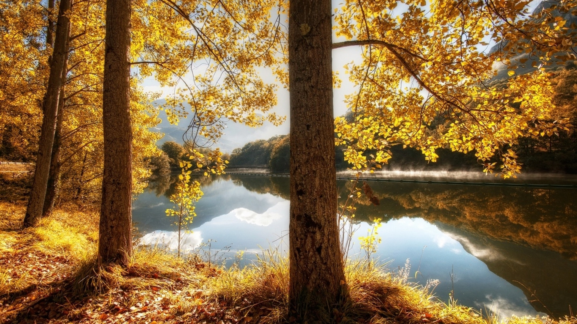 Brown Trees Near River During Daytime. Wallpaper in 1920x1080 Resolution