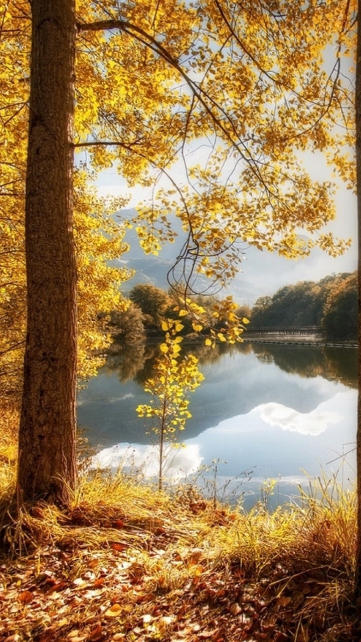 Brown Trees Near River During Daytime. Wallpaper in 720x1280 Resolution