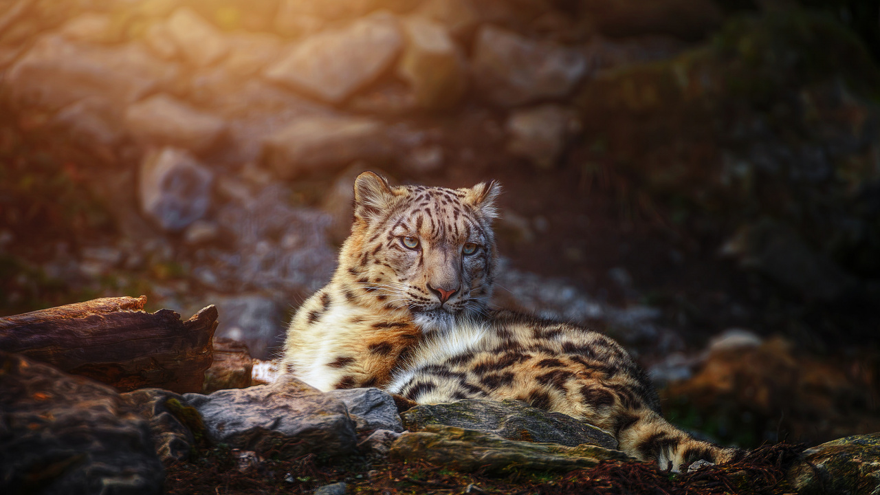 Download 1280x720 Wallpaper Leopard Lying on Brown Wood Log During Daytime Leopard Lying on Brown Wood Log During Daytime. Wallpaper in 1280x720 Resolution