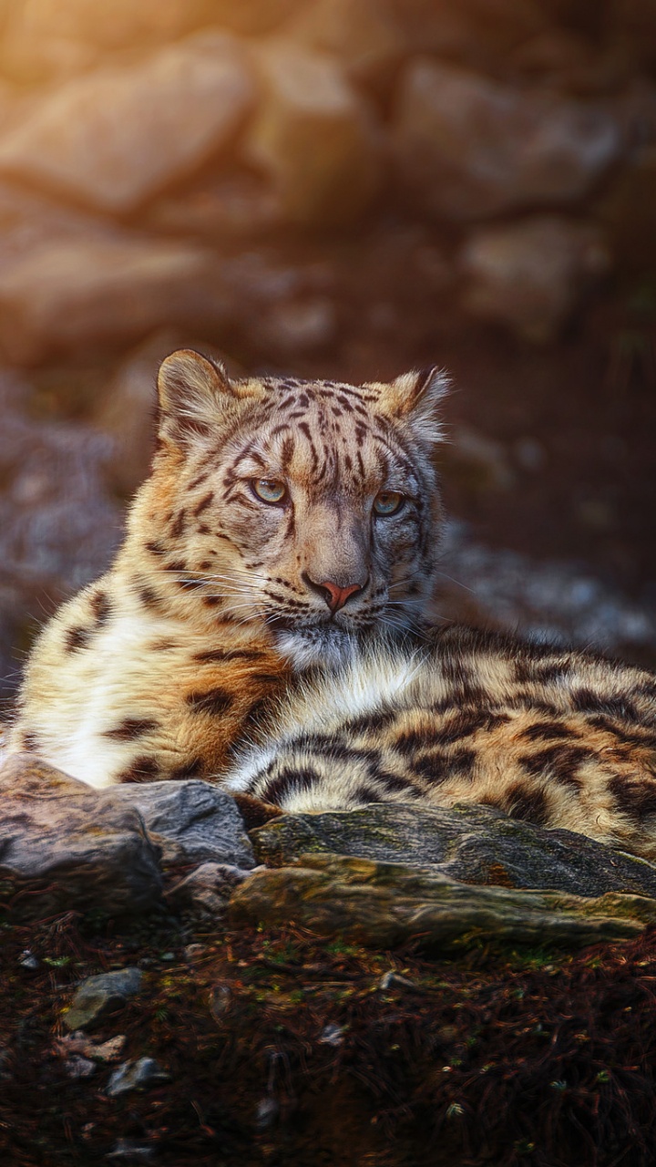 Leopard, Der Tagsüber Auf Braunem Holzscheit Liegt. Wallpaper in 720x1280 Resolution