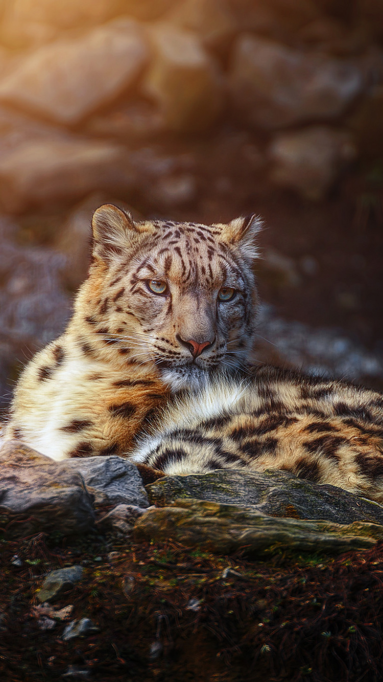 Leopard, Der Tagsüber Auf Braunem Holzscheit Liegt. Wallpaper in 750x1334 Resolution