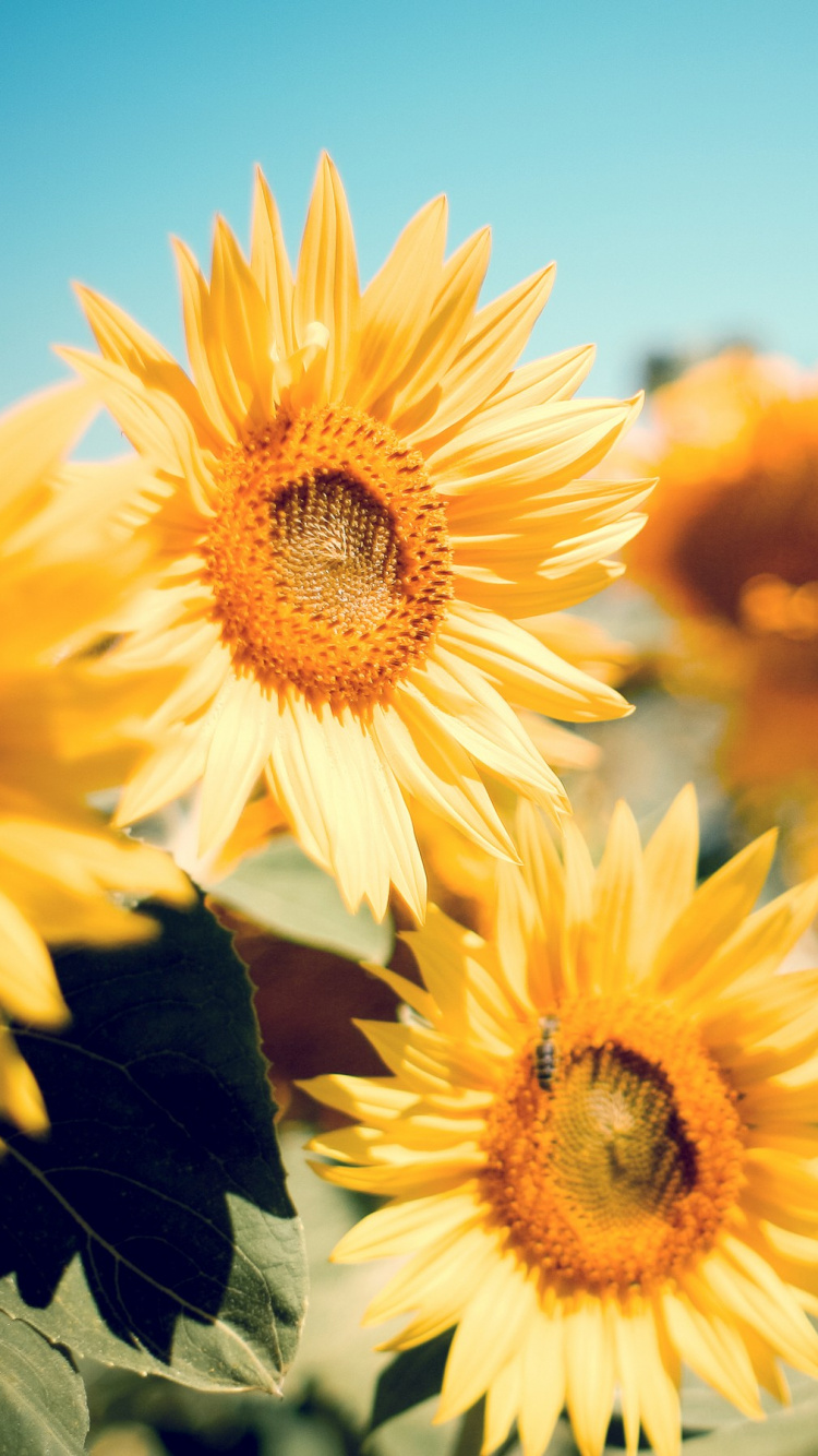 Yellow Sunflower Field During Daytime. Wallpaper in 750x1334 Resolution