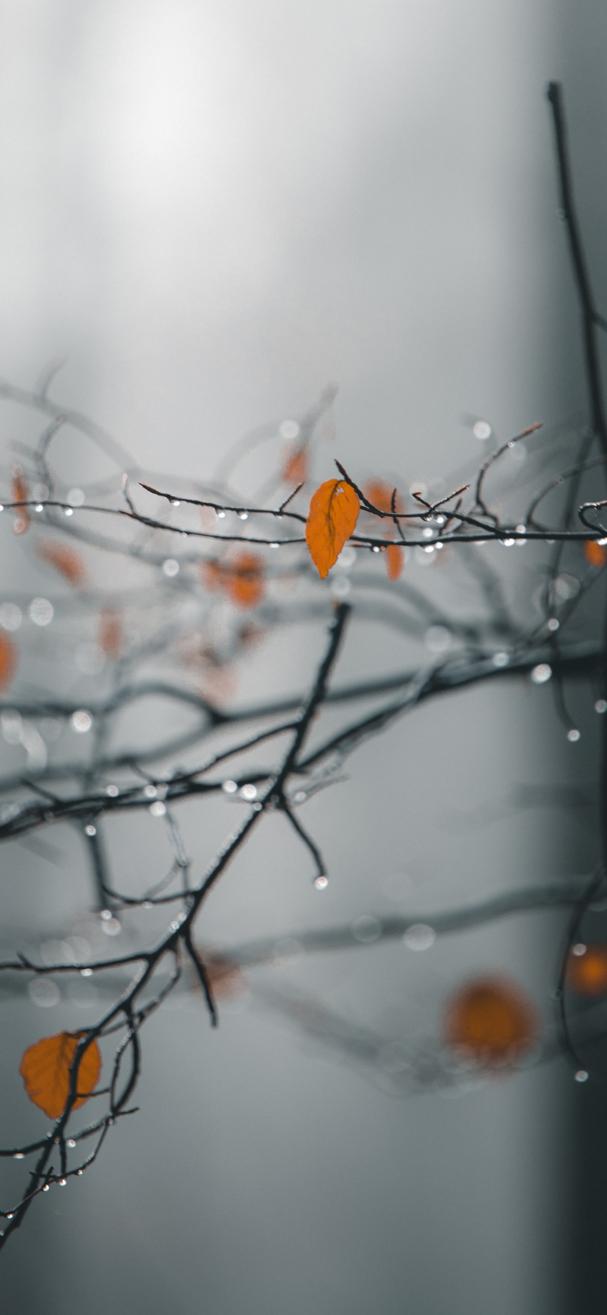 Branch, Nature, Twig, Tree, Leaf. Wallpaper in 1242x2688 Resolution