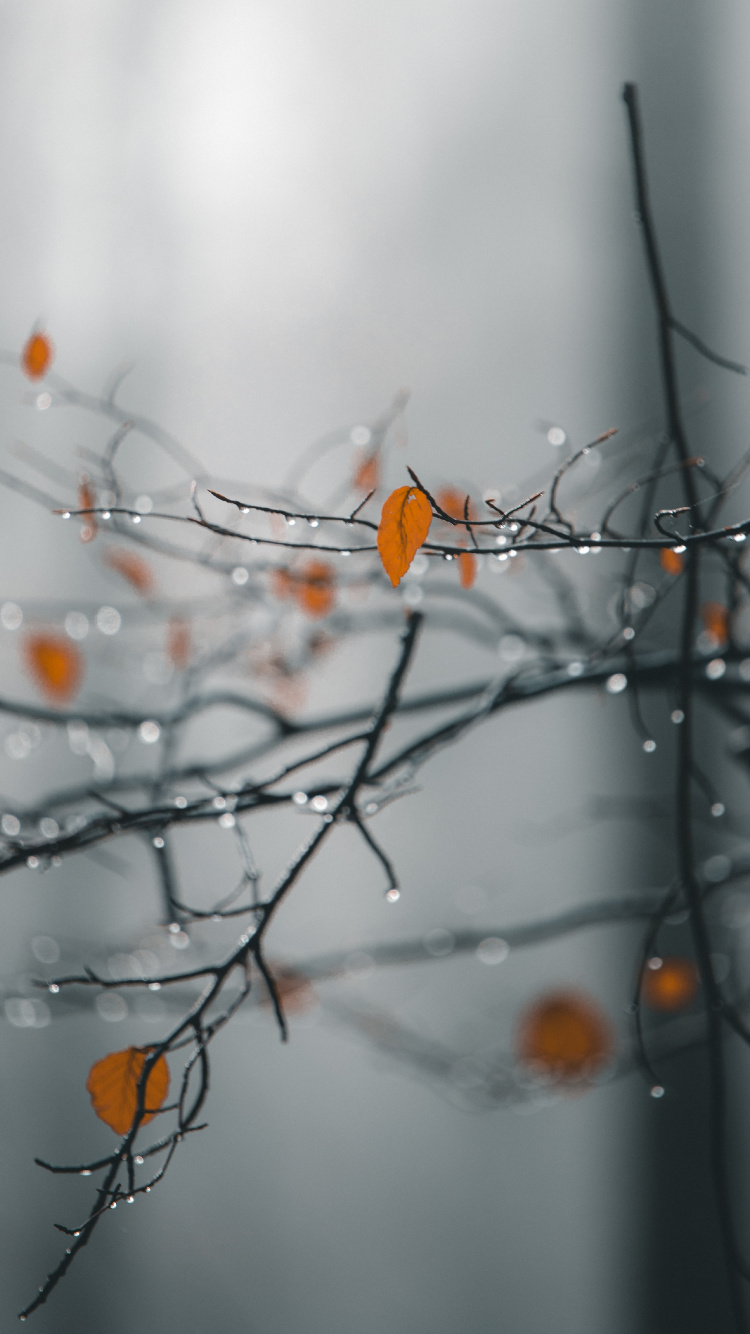 Branch, Nature, Twig, Tree, Leaf. Wallpaper in 750x1334 Resolution