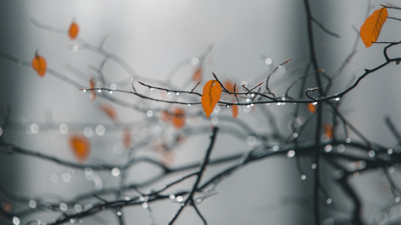 Nature, Rameau, Feuille, Congélation, Orange. Wallpaper in 1366x768 Resolution