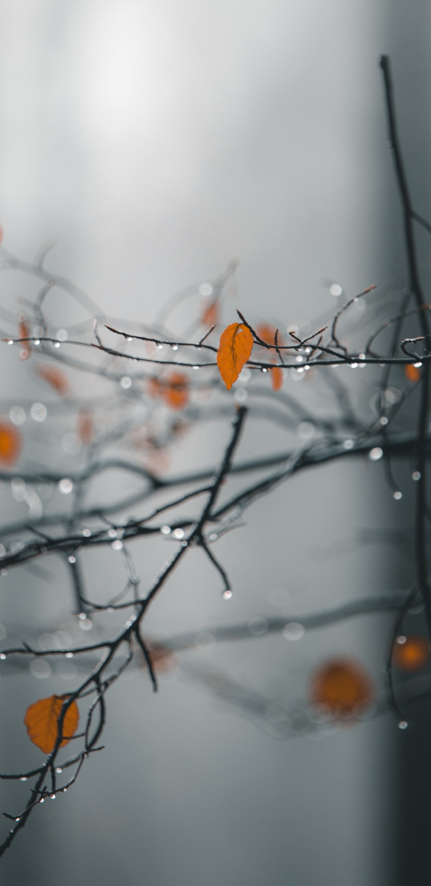 Nature, Rameau, Feuille, Congélation, Orange. Wallpaper in 1440x2960 Resolution