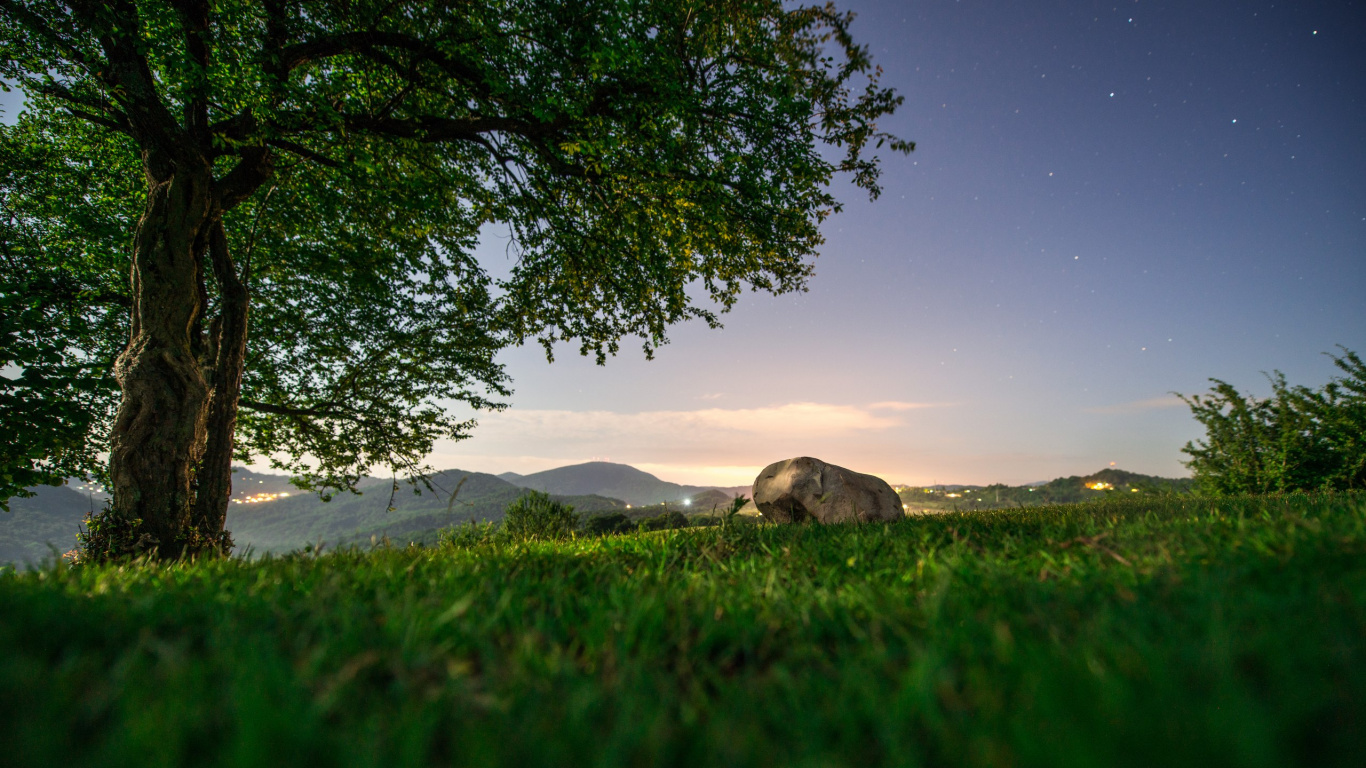 Arbre Vert Sur Sable Gris Pendant la Journée. Wallpaper in 1366x768 Resolution