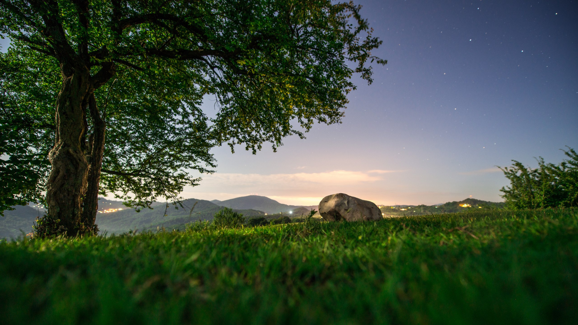 Arbre Vert Sur Sable Gris Pendant la Journée. Wallpaper in 1920x1080 Resolution