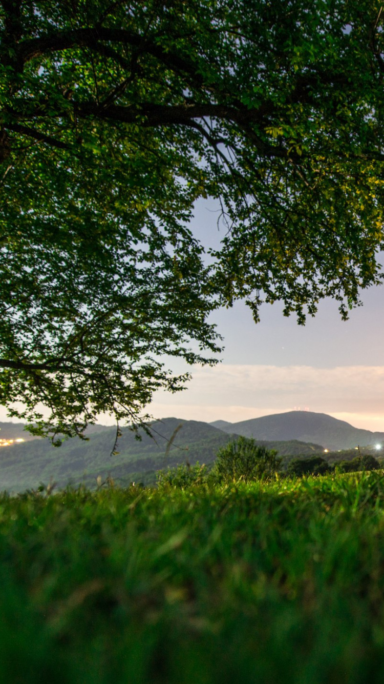 Green Tree on Gray Sand During Daytime. Wallpaper in 750x1334 Resolution