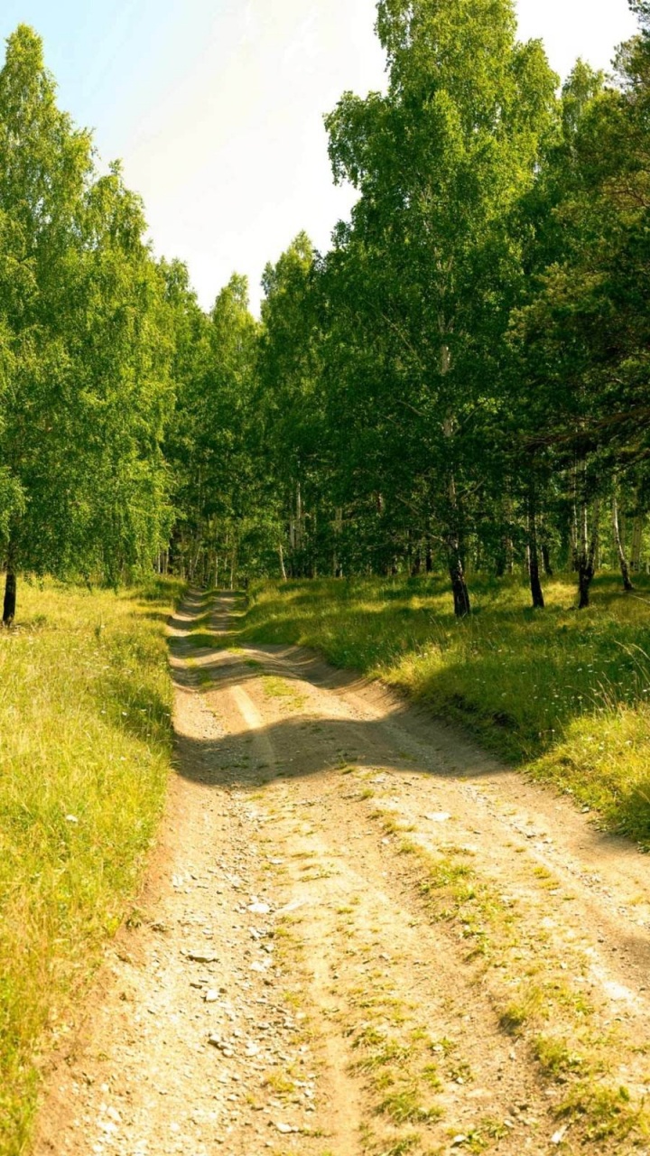 Green Trees on Green Grass Field During Daytime. Wallpaper in 720x1280 Resolution
