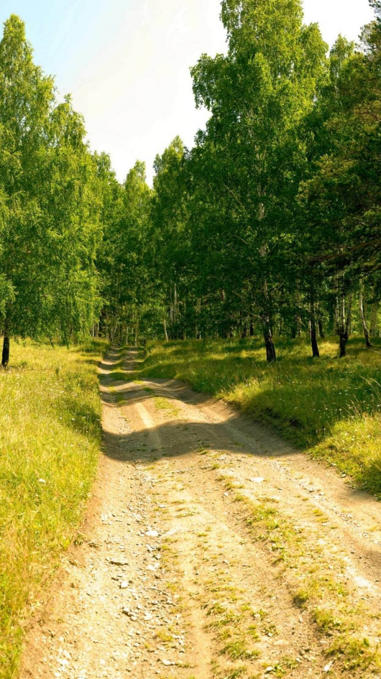 Green Trees on Green Grass Field During Daytime. Wallpaper in 750x1334 Resolution