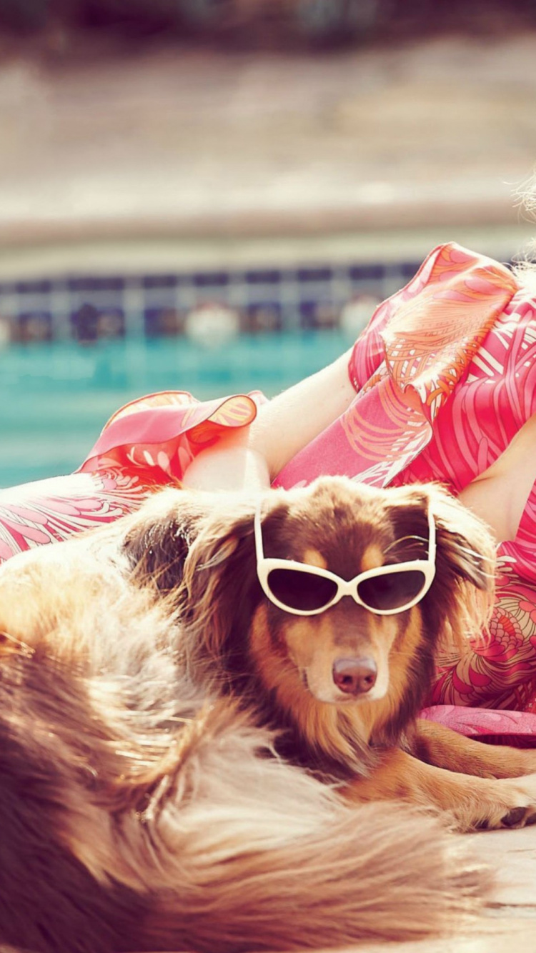 Amanda Seyfried Mit Hunden, Amanda Seyfried, Hund, Das Letzte Wort, Berühmtheit. Wallpaper in 750x1334 Resolution