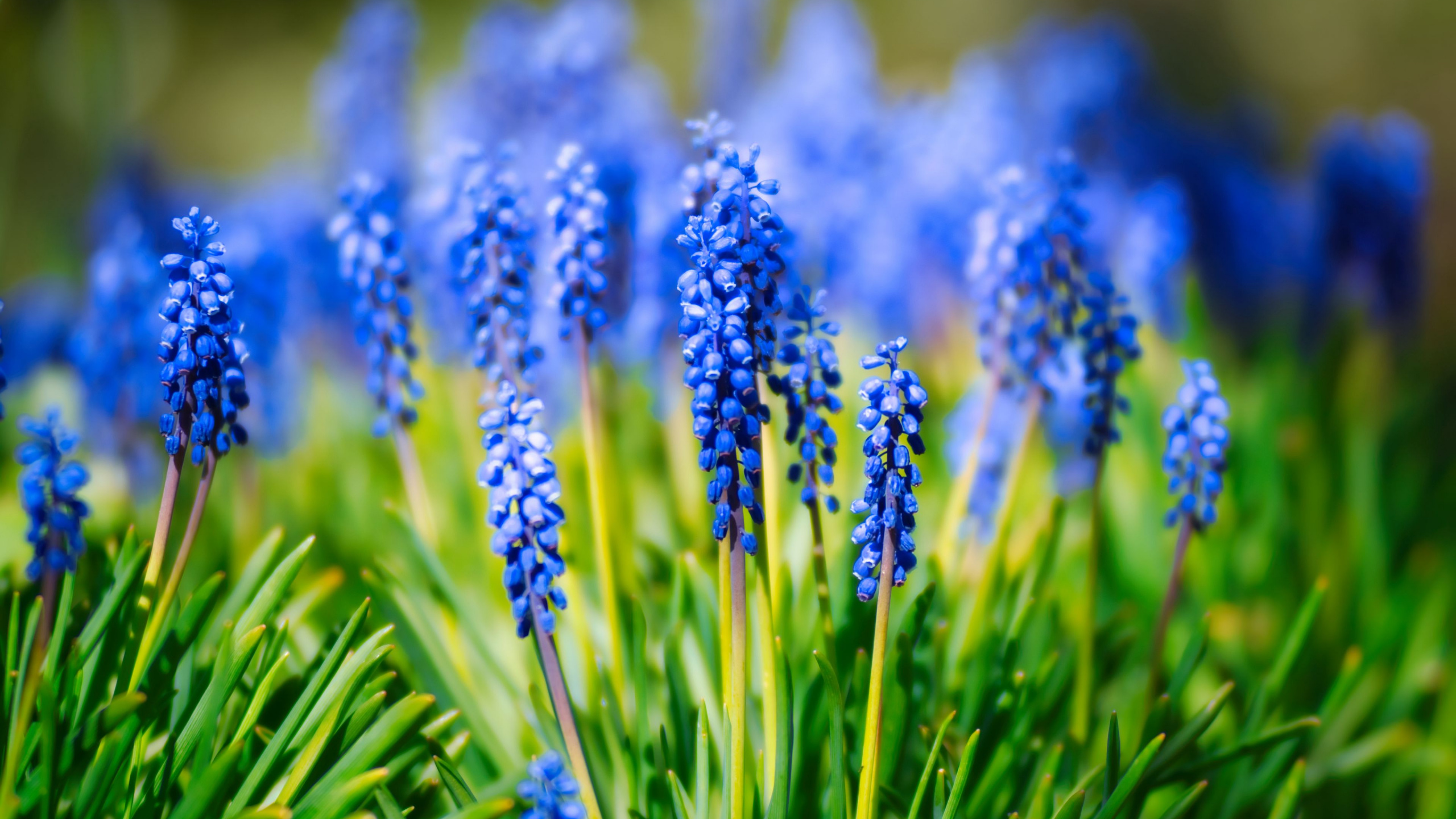 Hyacinth, Flower, Grape Hyacinth, Tulip, Flowering Plant. Wallpaper in 2560x1440 Resolution