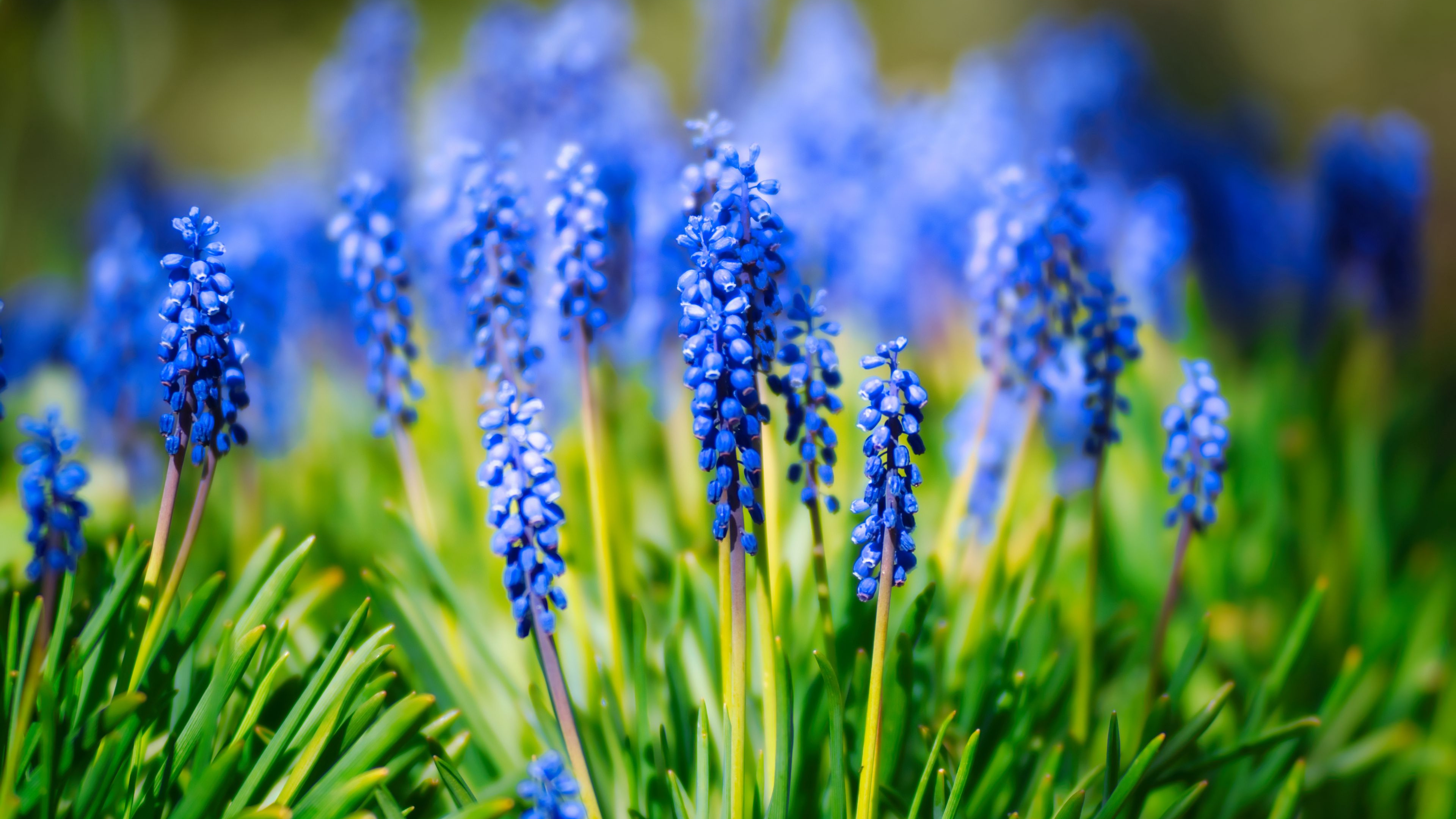 Hyacinth, Traubenhyazinthe, Tulip, Blühende Pflanze, Blau. Wallpaper in 3840x2160 Resolution