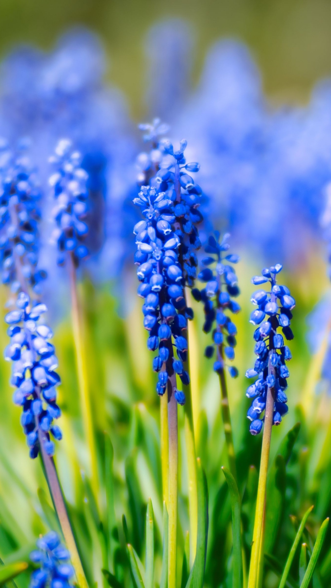 Jacinthe, de Raisin de la Jacinthe, Tulip, la Floraison de la Plante, Blue. Wallpaper in 1080x1920 Resolution