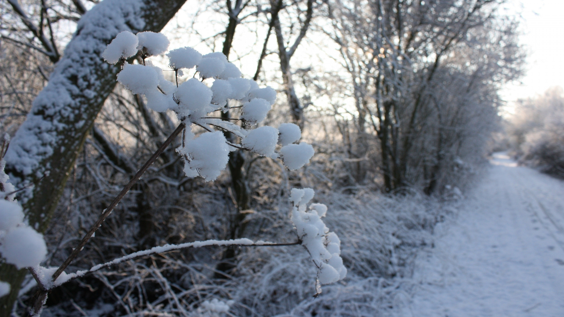 White Snow Covered Tree During Daytime. Wallpaper in 1920x1080 Resolution