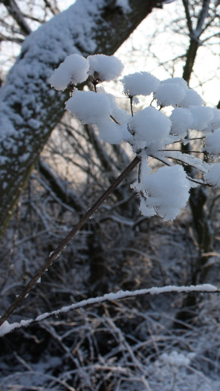 White Snow Covered Tree During Daytime. Wallpaper in 750x1334 Resolution