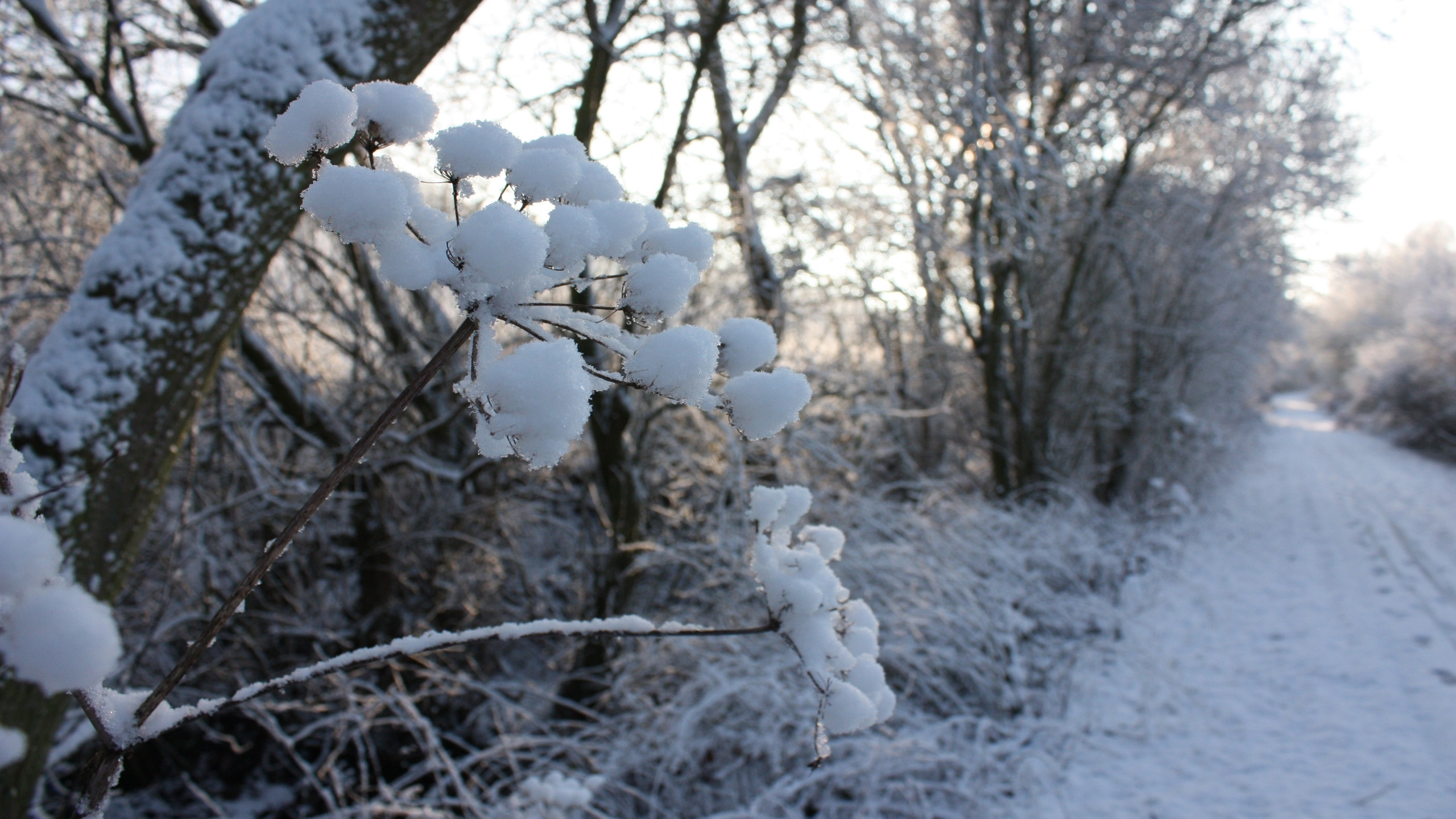Arbre Couvert de Neige Blanche Pendant la Journée. Wallpaper in 2560x1440 Resolution