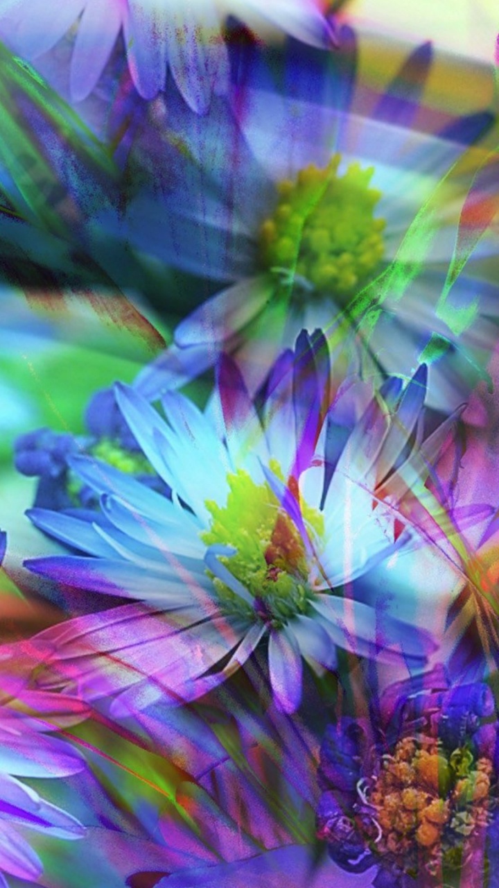 Purple and White Flower in Close up Photography. Wallpaper in 720x1280 Resolution