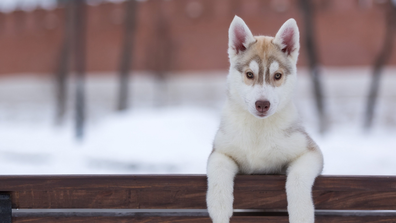 White and Brown Siberian Husky Puppy on Brown Wooden Fence During Daytime. Wallpaper in 1366x768 Resolution