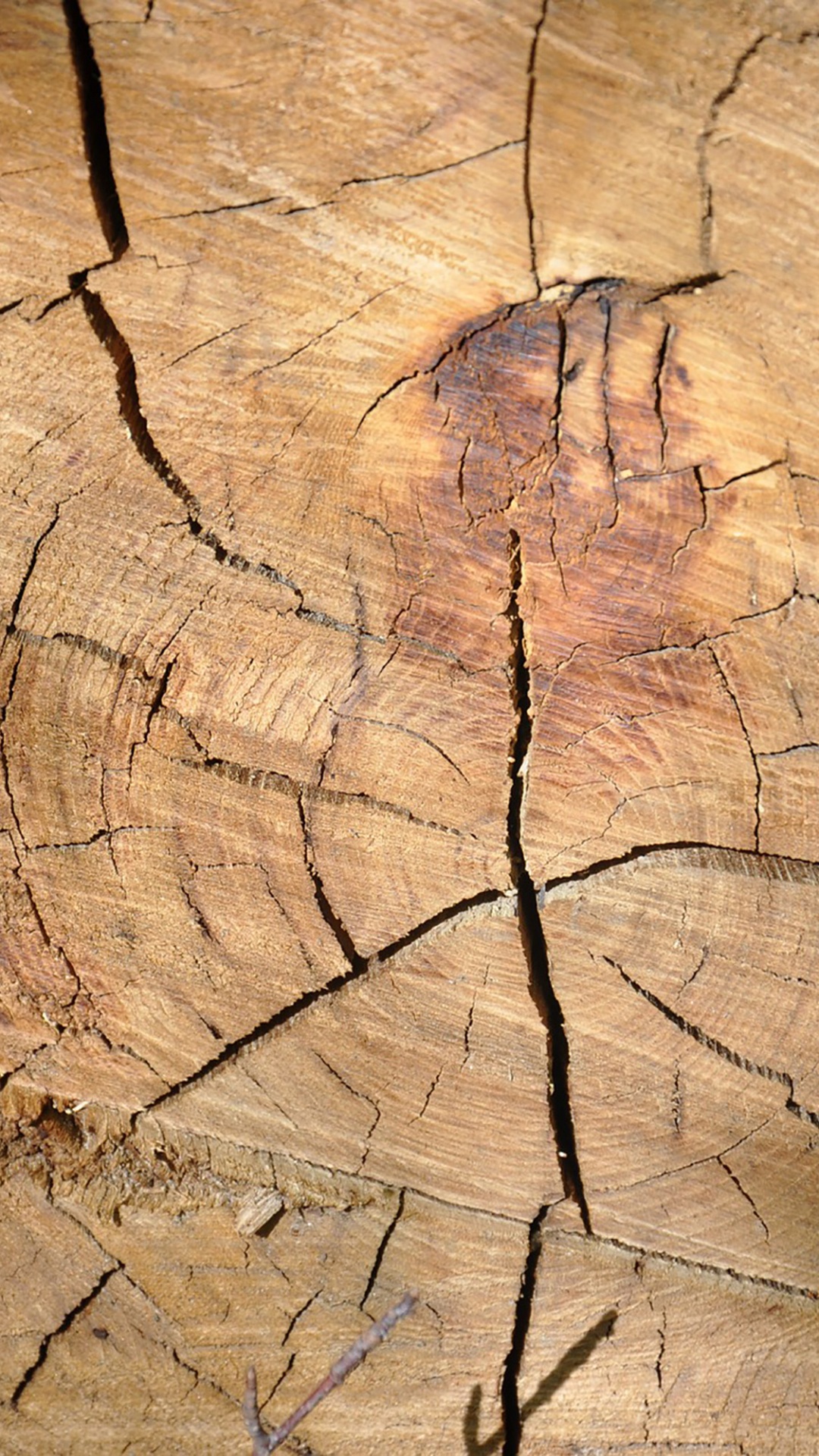 Brown and Black Wood Log. Wallpaper in 1080x1920 Resolution