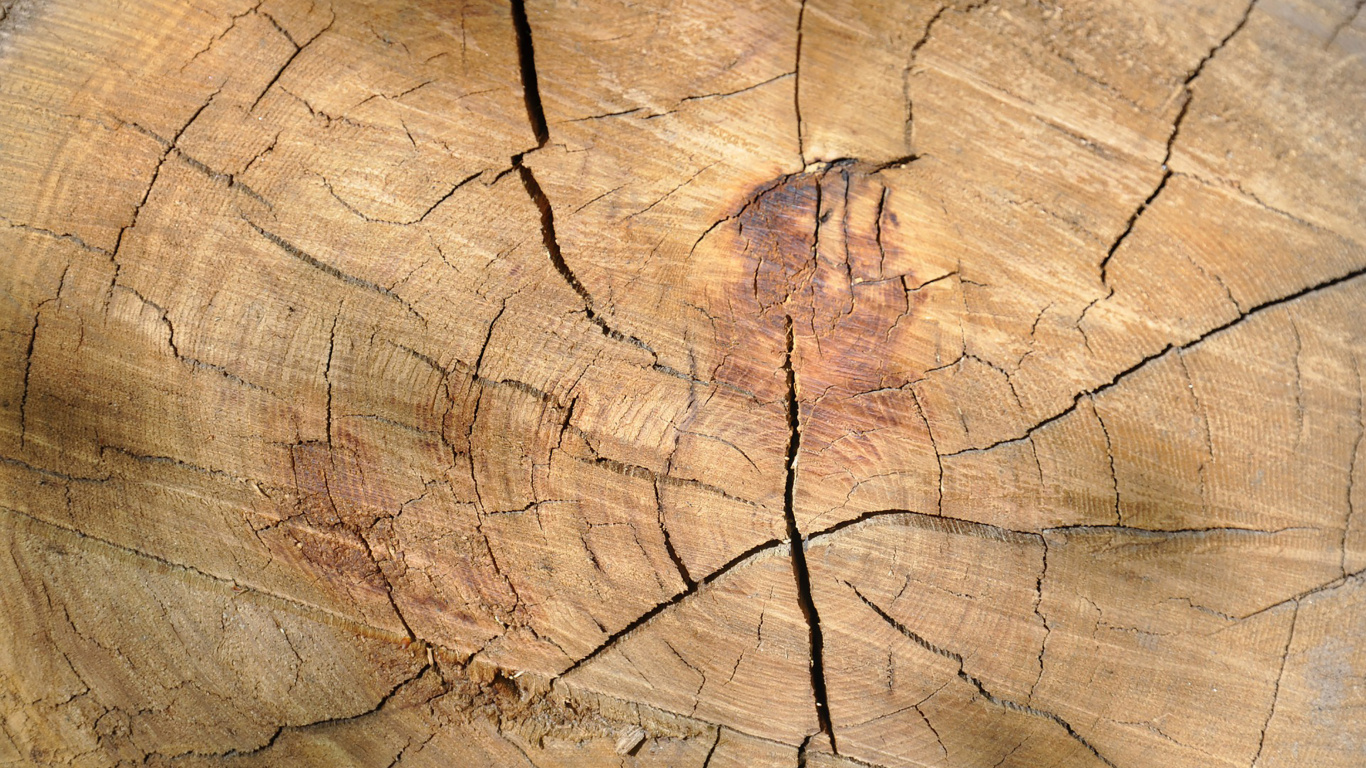 Brown and Black Wood Log. Wallpaper in 1366x768 Resolution