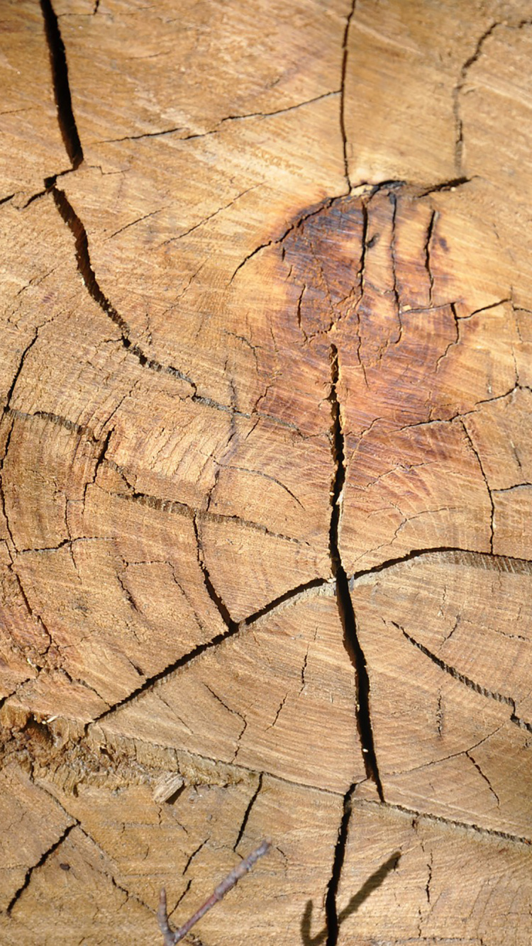 Brown and Black Wood Log. Wallpaper in 750x1334 Resolution