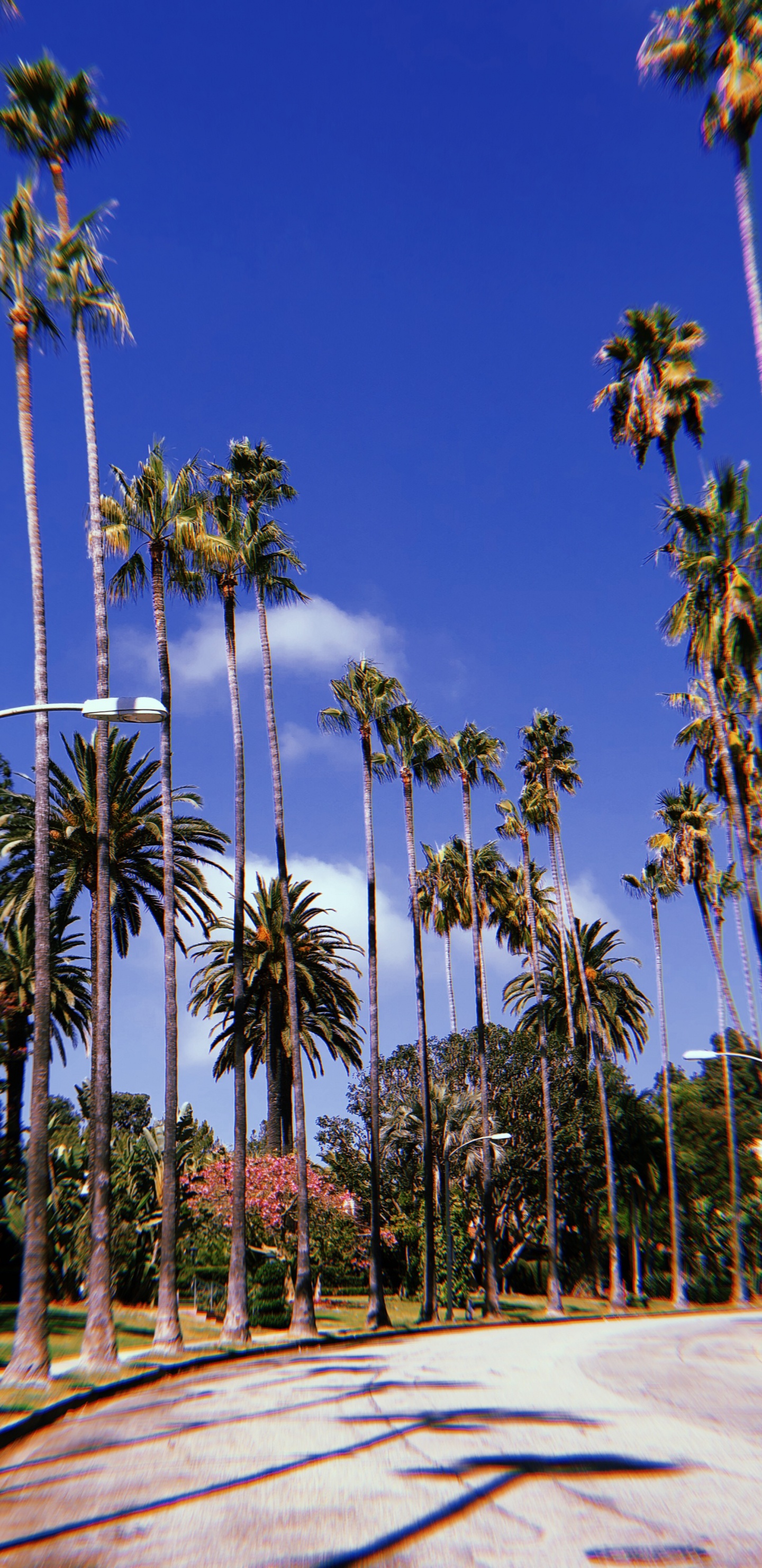 Hollywood, Palm Trees, Majorelle Blue, Tree, Woody Plant. Wallpaper in 1440x2960 Resolution