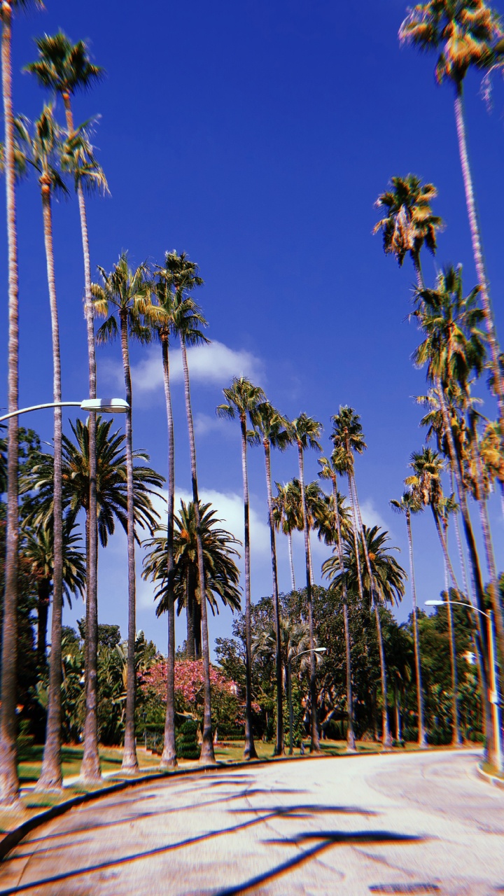 Hollywood, Palme, Majorelle-blau, Baum, Woody Pflanze. Wallpaper in 720x1280 Resolution