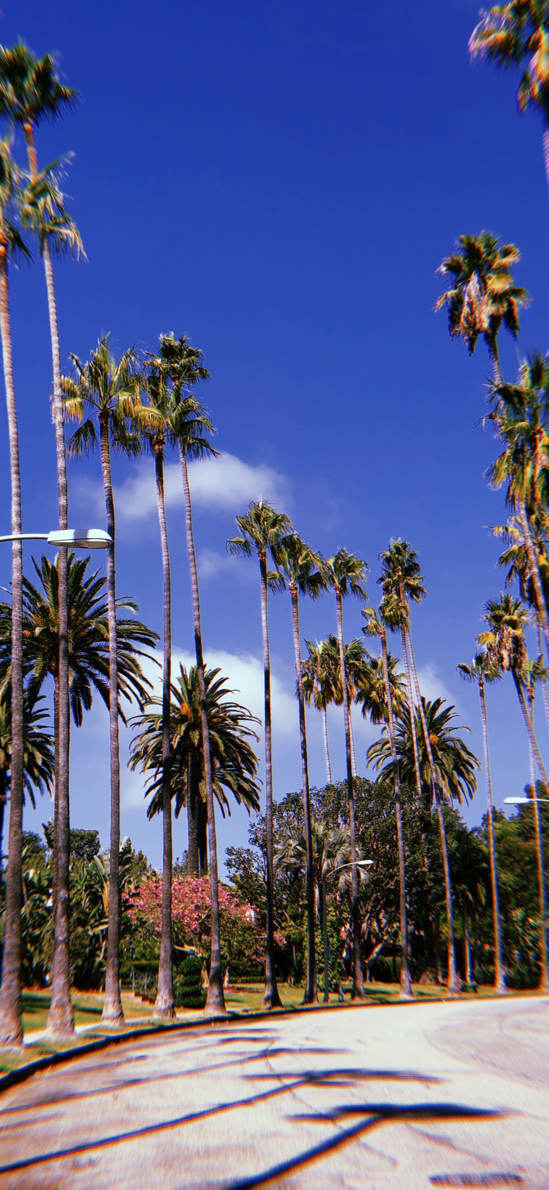 Hollywood, Palmier, Bleu Majorelle, Plantes Ligneuses, Tropique. Wallpaper in 1125x2436 Resolution